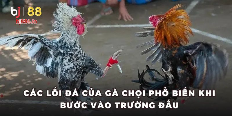 Các lối đá của gà chọi