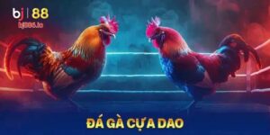 Đá gà cựa dao