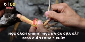 Đá gà cựa sắt