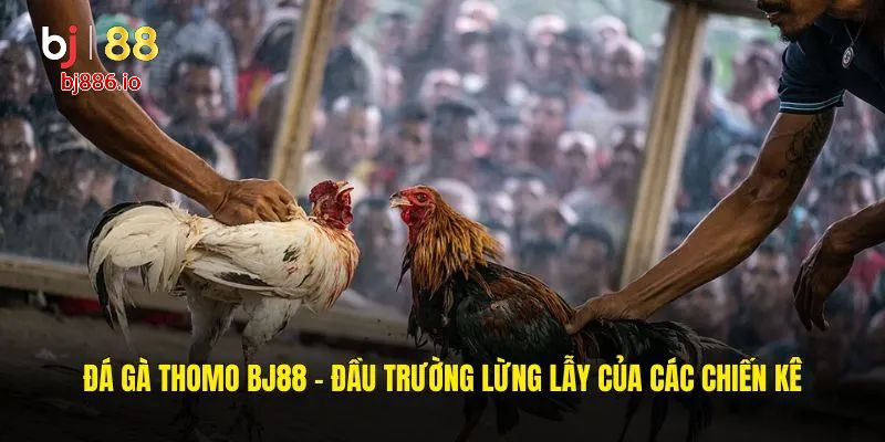 đá gà Thomo