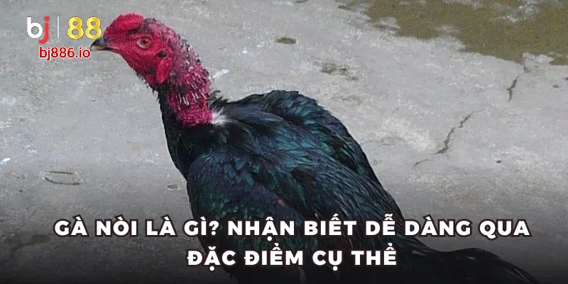 gà nòi là gì